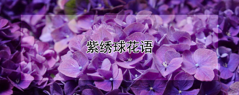 紫绣球花语(绣球花的花语蓝色和紫色区别)