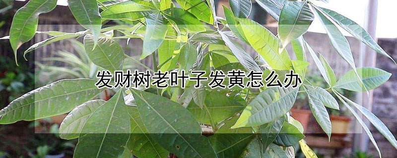 发财树老叶子发黄怎么办（养的发财树叶子发黄怎么办）