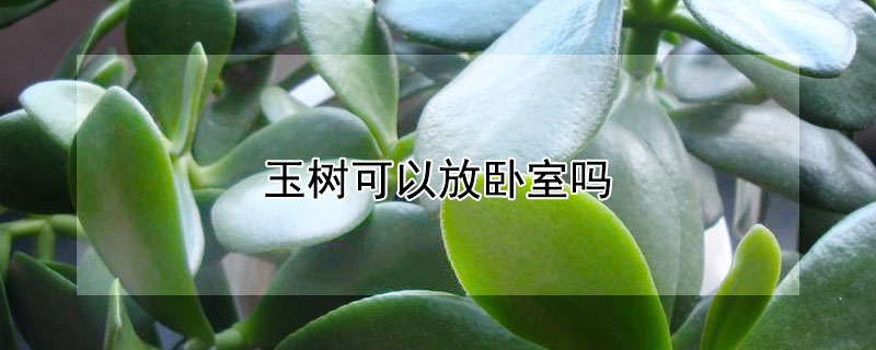 玉树可以放卧室吗 玉树适不适合放在卧室
