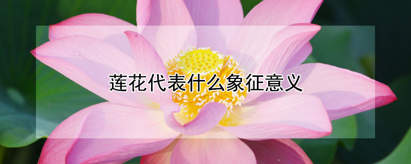 莲花代表什么象征意义 莲花代表什么象征意义四字词语