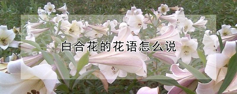 白合花的花语怎么说 白合的寓意和花语