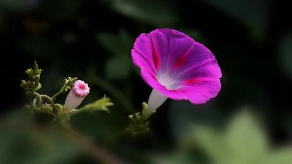 喇叭花花语 红色喇叭花花语