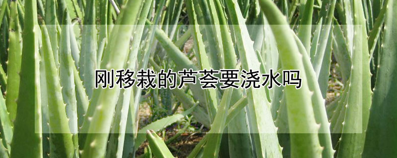 刚移栽的芦荟要浇水吗（刚栽种的芦荟苗要浇水吗）