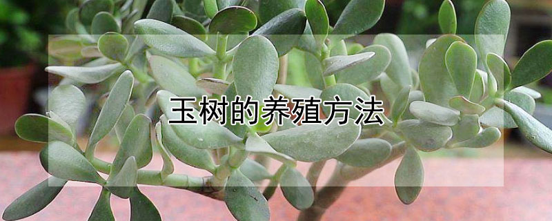 玉树的养殖方法 玉树的养殖方法和注意事项