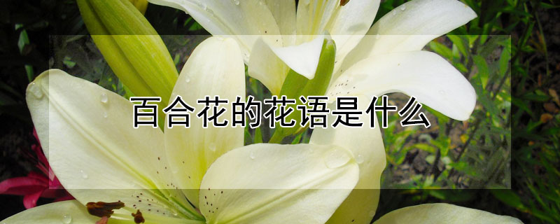 百合花的花语是什么（在加拿大百合花的花语是什么）