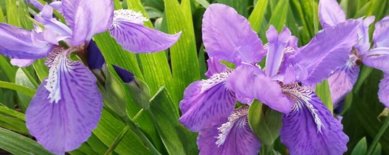 扁竹兰花语 扁竹兰的花语