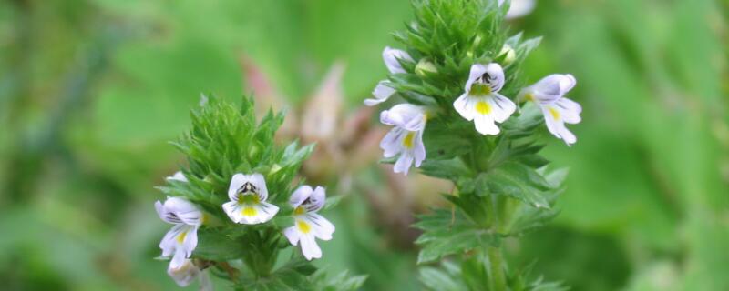小米花花语是什么意思（小米果花语是什么）
