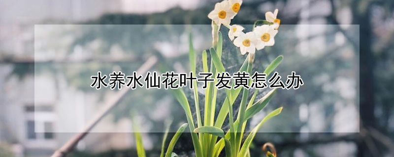水养水仙花叶子发黄怎么办 水仙花叶子发黄怎么办?