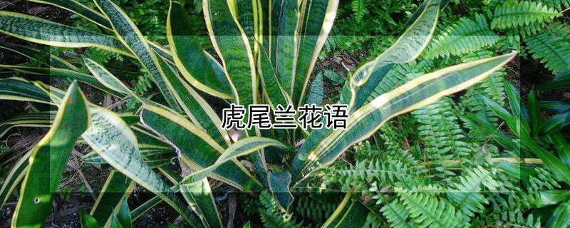 虎尾兰花语(虎尾兰花语及风水)