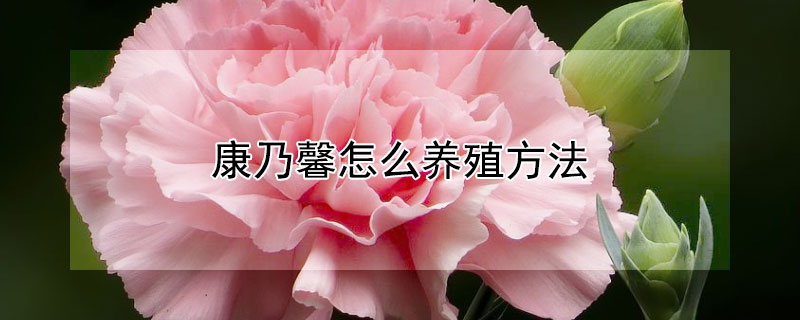 康乃馨怎么养殖方法 康乃馨怎么水养