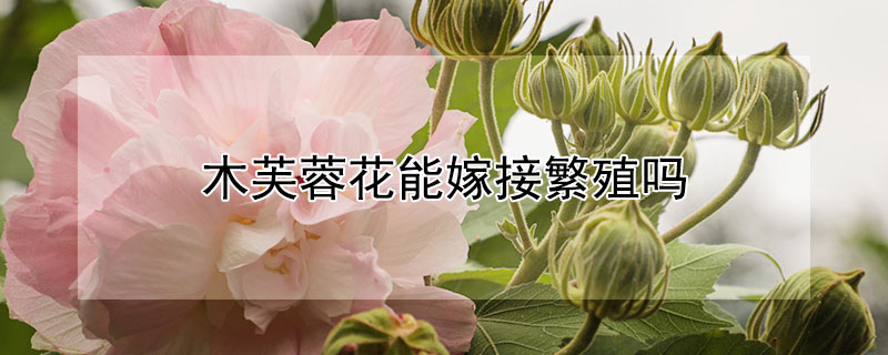 木芙蓉花能嫁接繁殖吗 木芙蓉花可以扦插吗