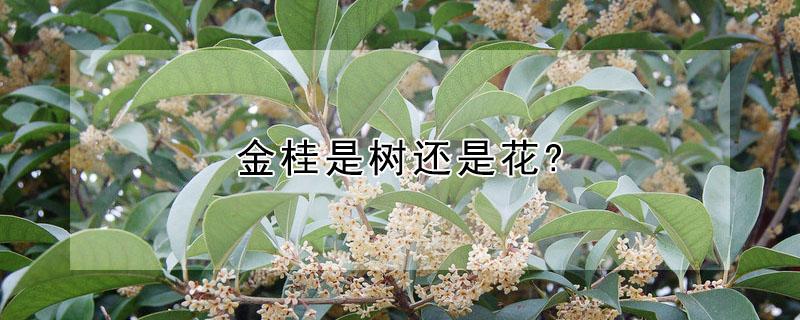 金桂是树还是花?（金桂就是桂花树吗）