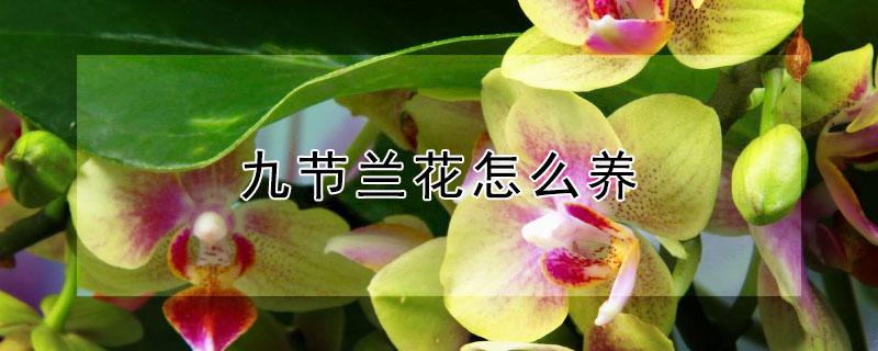 九节兰花怎么养（九节兰花养在什么地方）
