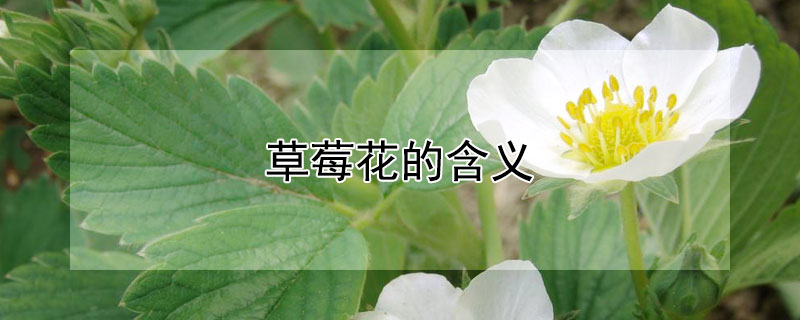 草莓花的含义 草莓象征着什么意义