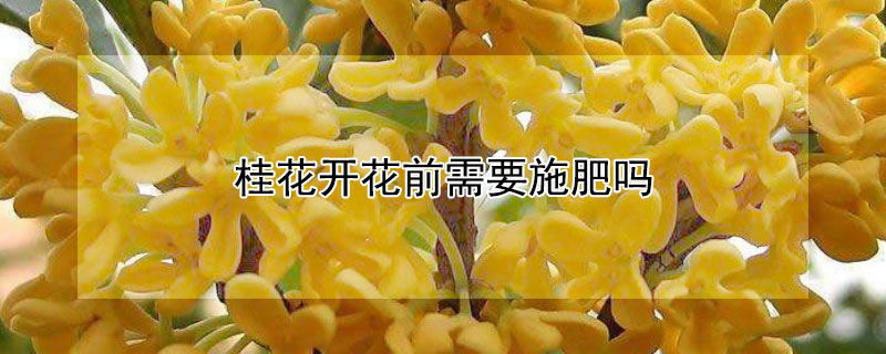 桂花开花前需要施肥吗 桂花花期要不要施肥