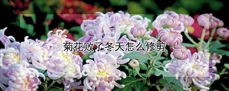 菊花败了冬天怎么修剪(菊花冬天要修剪吗)