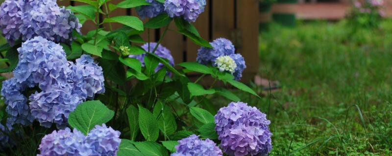 无尽夏寓意（无尽夏花的寓意）