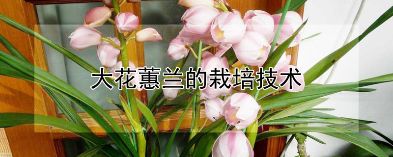 大花蕙兰的栽培技术(大花蕙兰怎样栽培)