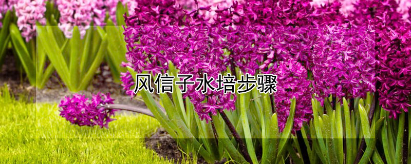风信子水培步骤(如何种植风信子水培)