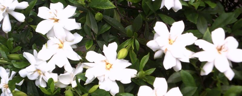 枙子花花语（枙子花花语与传说）