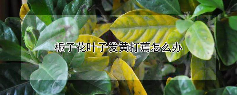 栀子花叶子发黄打蔫怎么办(盆栽栀子花叶子枯萎发黄怎么办)