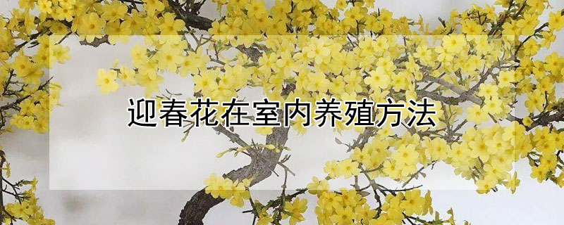 迎春花在室内养殖方法（盆栽迎春花的养殖方法）