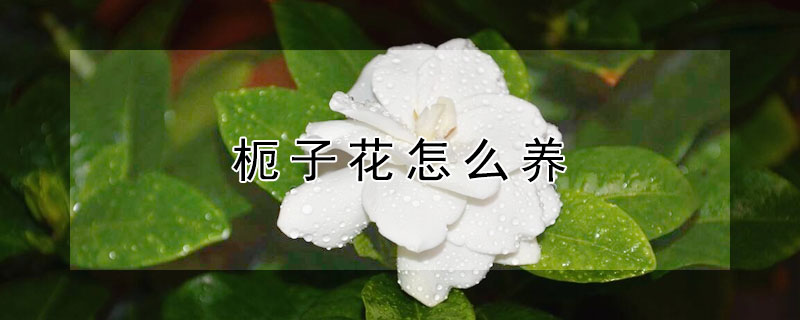 枙子花怎么养（栀子花怎样养得好）