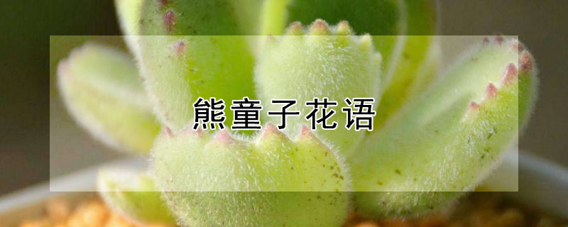 熊童子花语 熊童子花语是什么