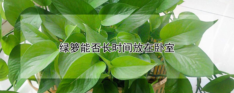 绿箩能否长时间放在卧室 绿箩是不是不能放卧室