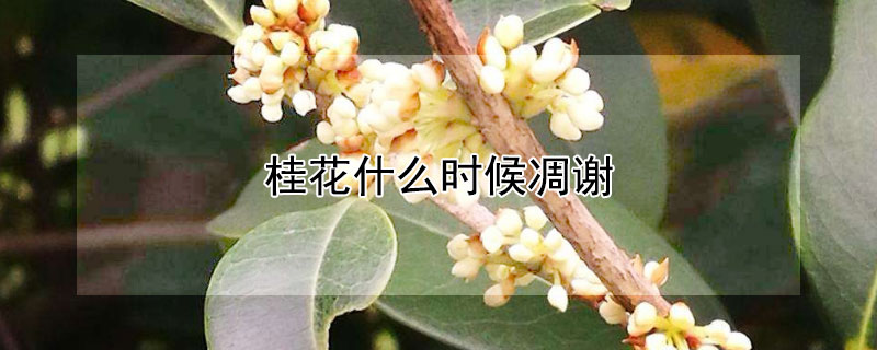 桂花什么时候凋谢（桂花几月份凋谢）