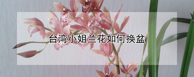 台湾小姐兰花如何换盆（台湾美人兰花怎么养）