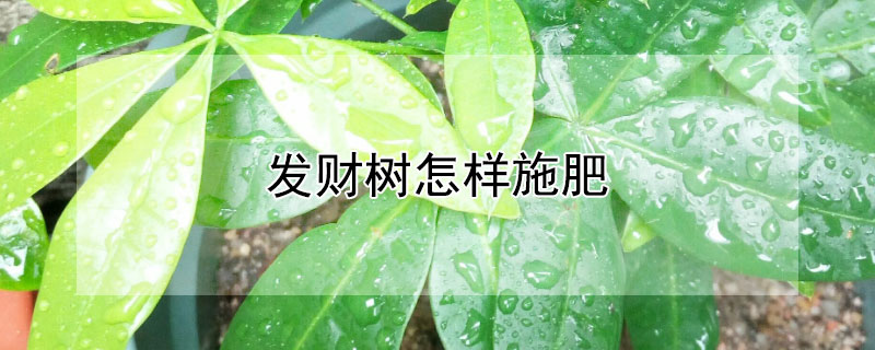 发财树怎样施肥 发财树怎么施肥