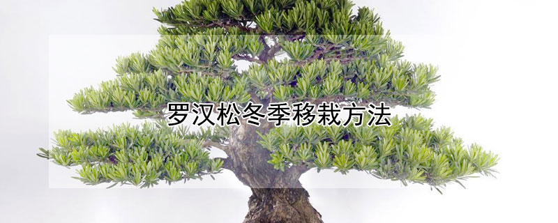 罗汉松冬季移栽方法 罗汉松秋季移栽易成活吗