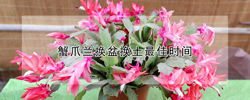 蟹爪兰换盆换土最佳时间(蟹爪兰几月换土好)