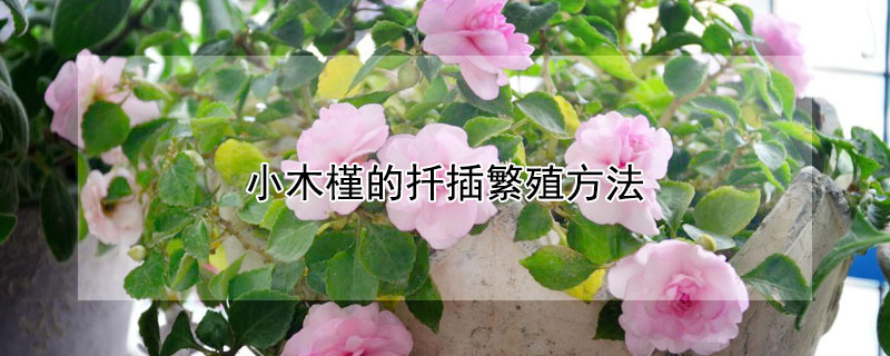 小木槿的扦插繁殖方法 小木槿怎样繁殖和扦插