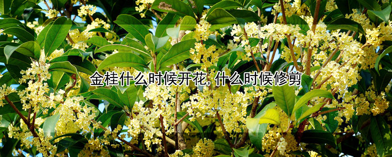 金桂什么时候开花,什么时候修剪(金桂在什么季节开花?)