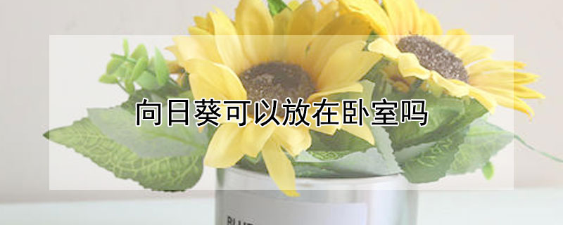 向日葵可以放在卧室吗 向日葵可以放在房间吗