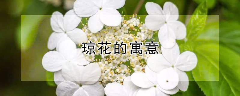 琼花的寓意 琼花的寓意是什么