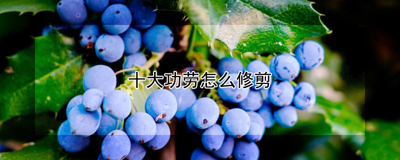 十大功劳怎么修剪 十大功劳盆栽的修剪