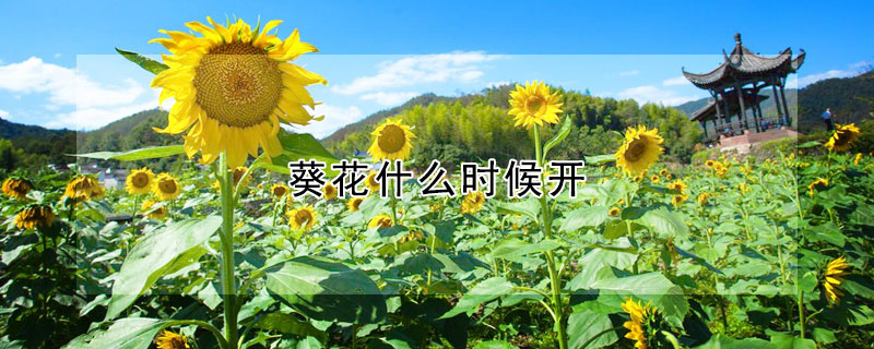 葵花什么时候开（葵花什么时候开学）