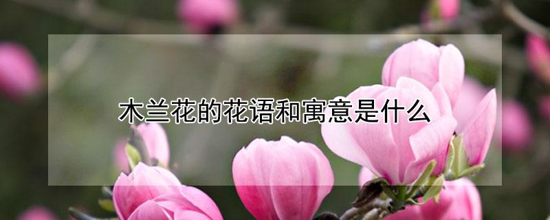 木兰花的花语和寓意是什么（花木兰代表什么寓意）