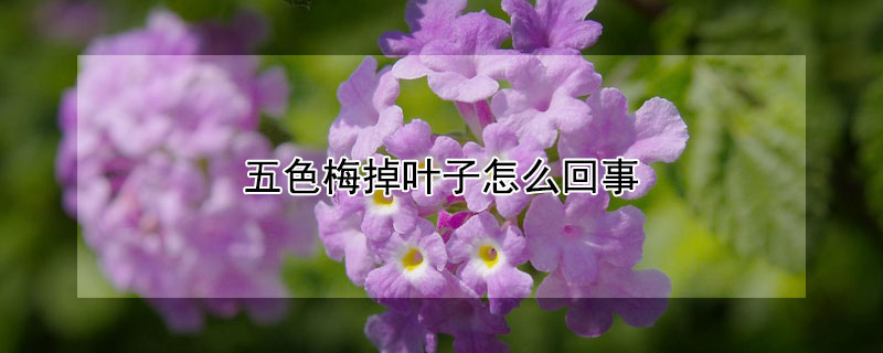 五色梅掉叶子怎么回事 五色梅的叶子都掉了还会再长出新的叶子