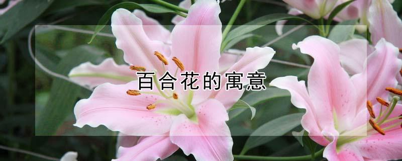 百合花的寓意 百合花的寓意是什么意思