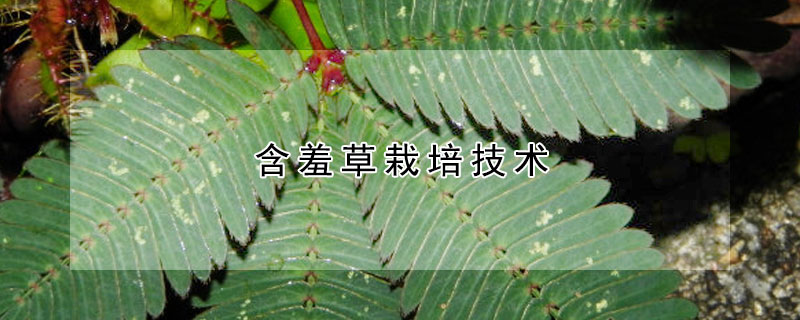 含羞草栽培技术（含羞草栽培技术 育苗栽培）