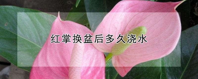 红掌换盆后多久浇水（红掌移盆后要浇透水吗）