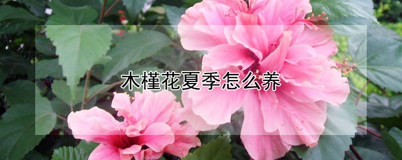 木槿花夏季怎么养 木槿花冬天怎么养,要注意什么