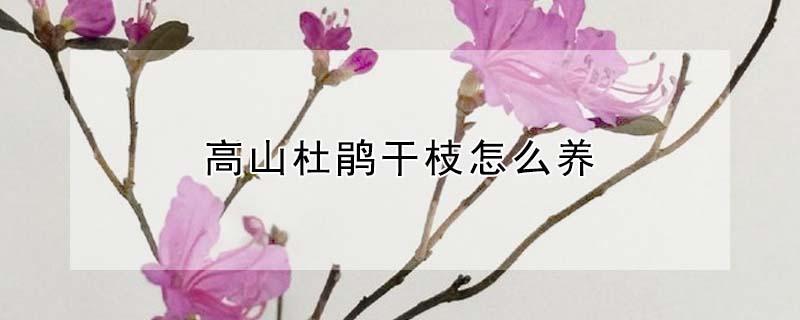 高山杜鹃干枝怎么养（高山杜鹃花干枝怎么养）