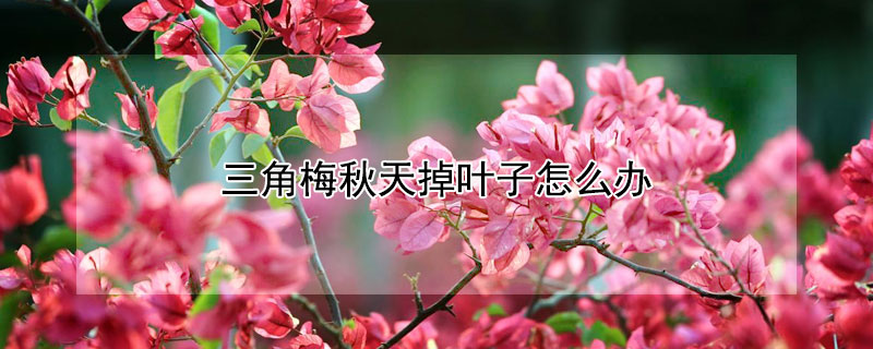 三角梅秋天掉叶子怎么办(三角梅入秋后掉叶子什么原因)