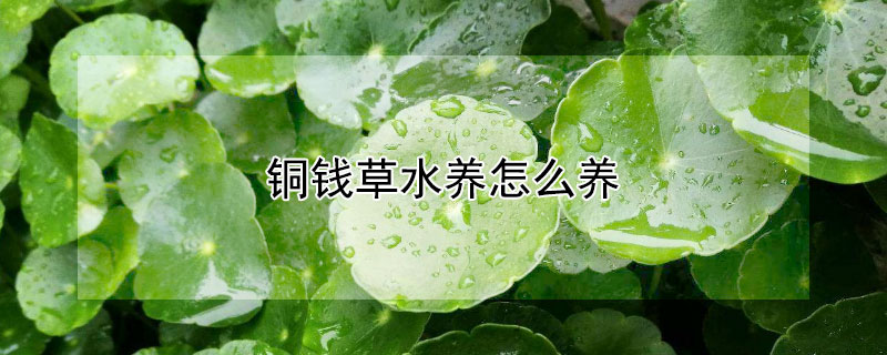 铜钱草水养怎么养(铜钱草水养怎么养比较茂盛)
