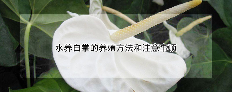 水养白掌的养殖方法和注意事项(水培白掌的养殖方法和注意事项)